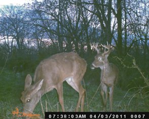 Buck and Doe
